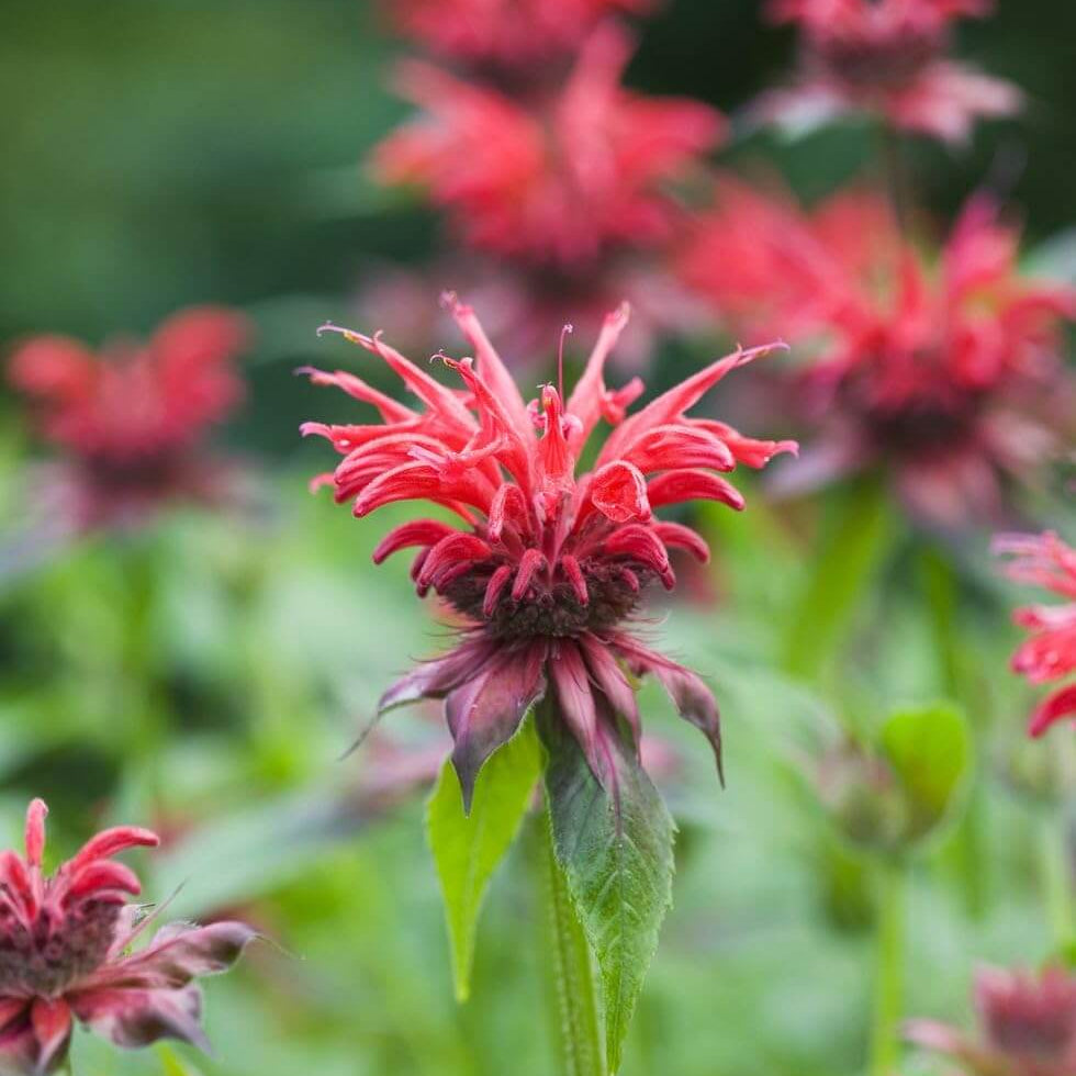 Bee Balm plant