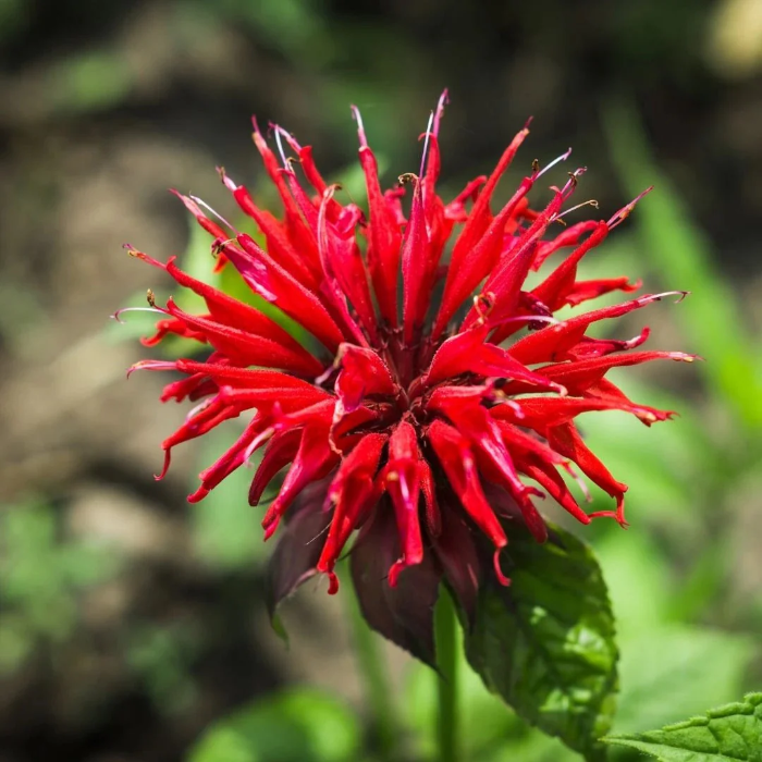 Scarlet Beebalm plant