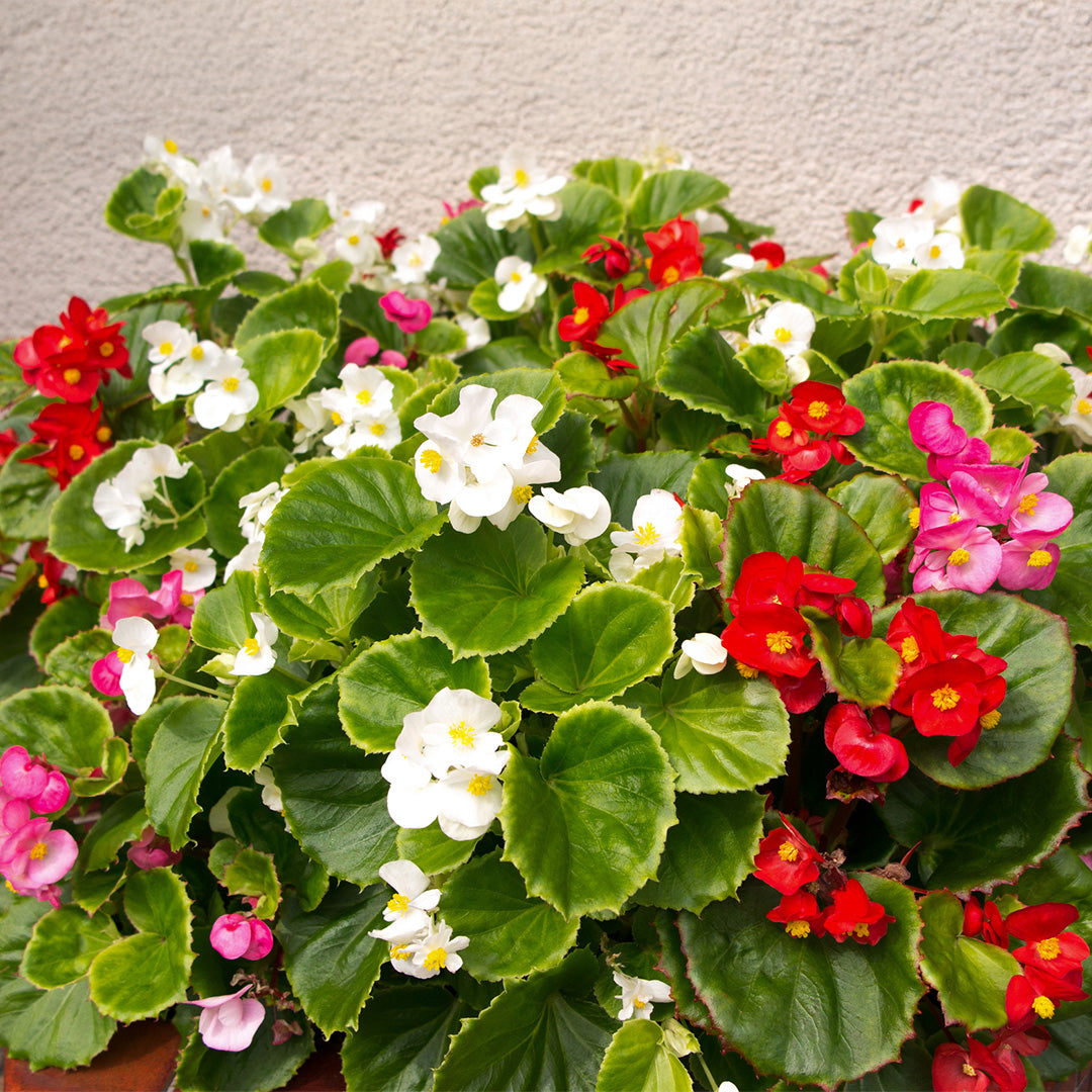 Begonia Semperflorens flower seeds