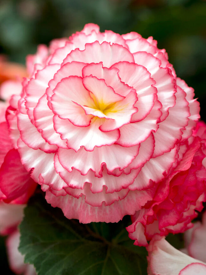 Pink White flower seeds