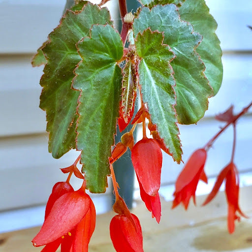 Boliviensis Begonia plant