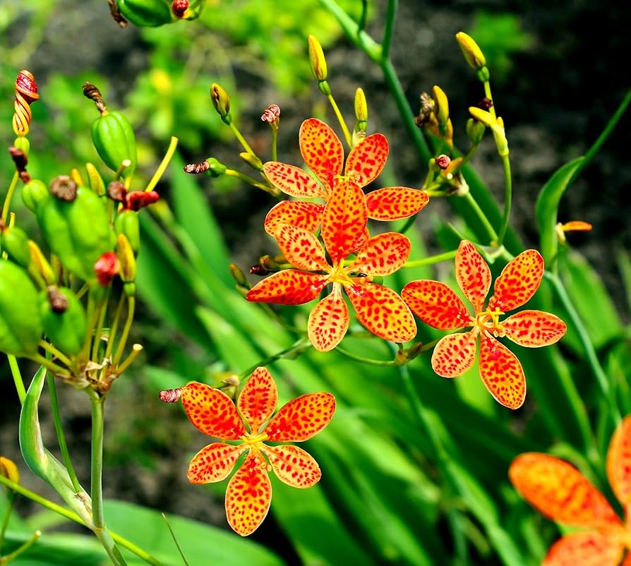 Chinensis Belamcanda plant