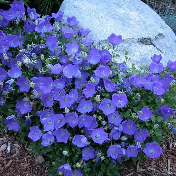 Campanula Carpatica Bellflower plant