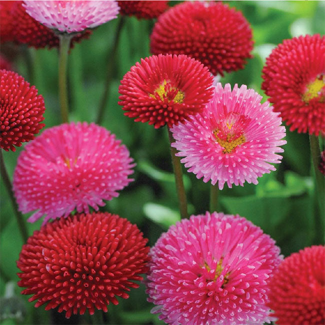 Red Perennis flower seeds