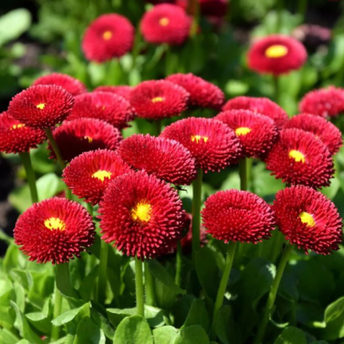 Rose Bellis Perennis plant