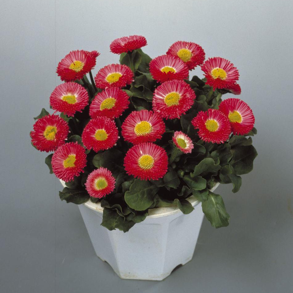 Rose Bellis Perennis plant
