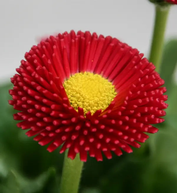 Red Bellis flower seeds