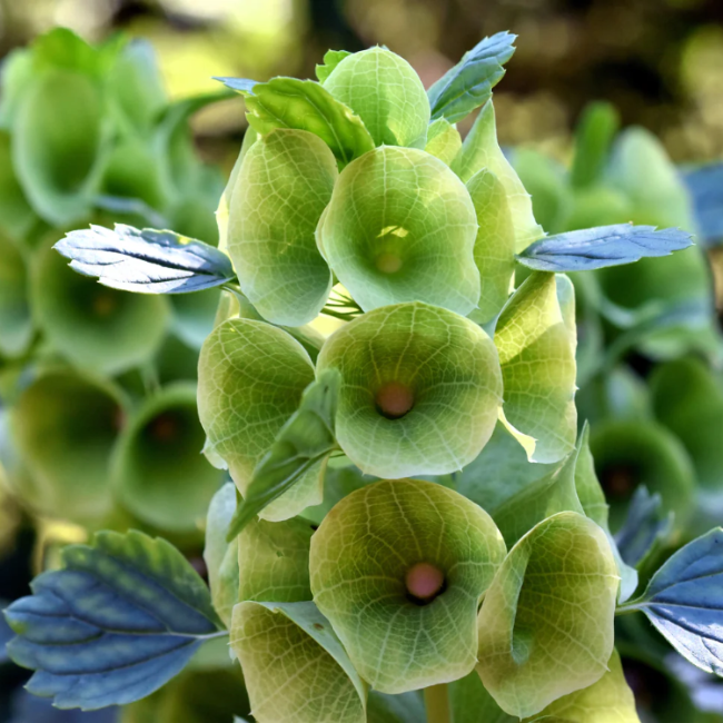 Bells of Ireland plant