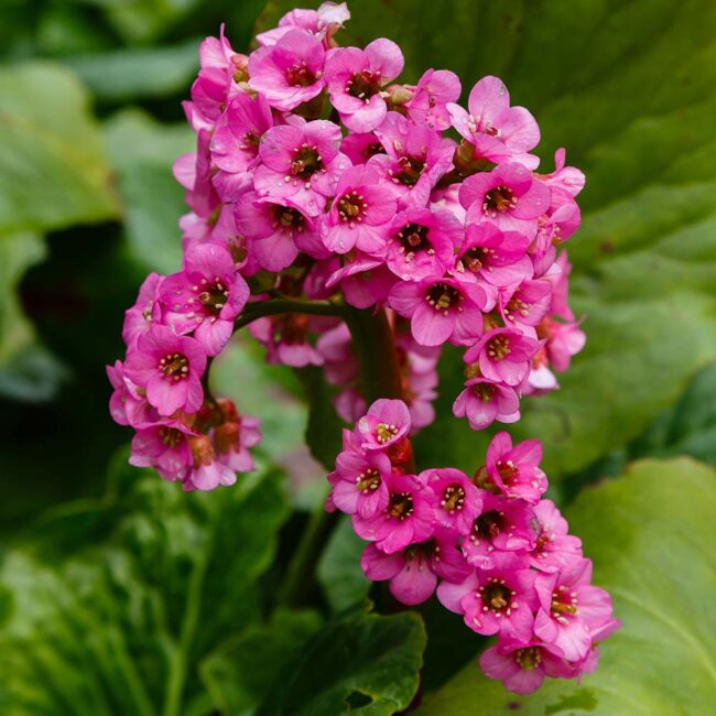 Bergenia flower seeds