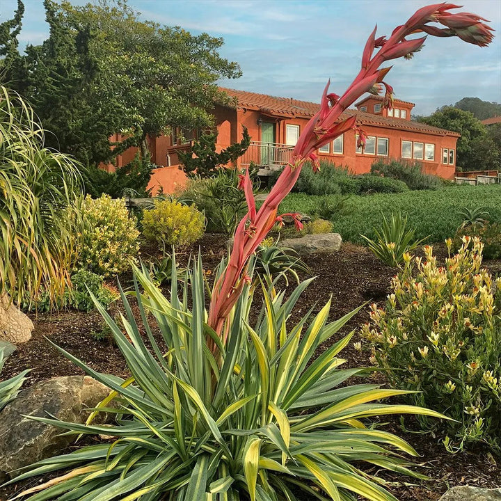 Beschorneria Plant Growing in Ornamental Container