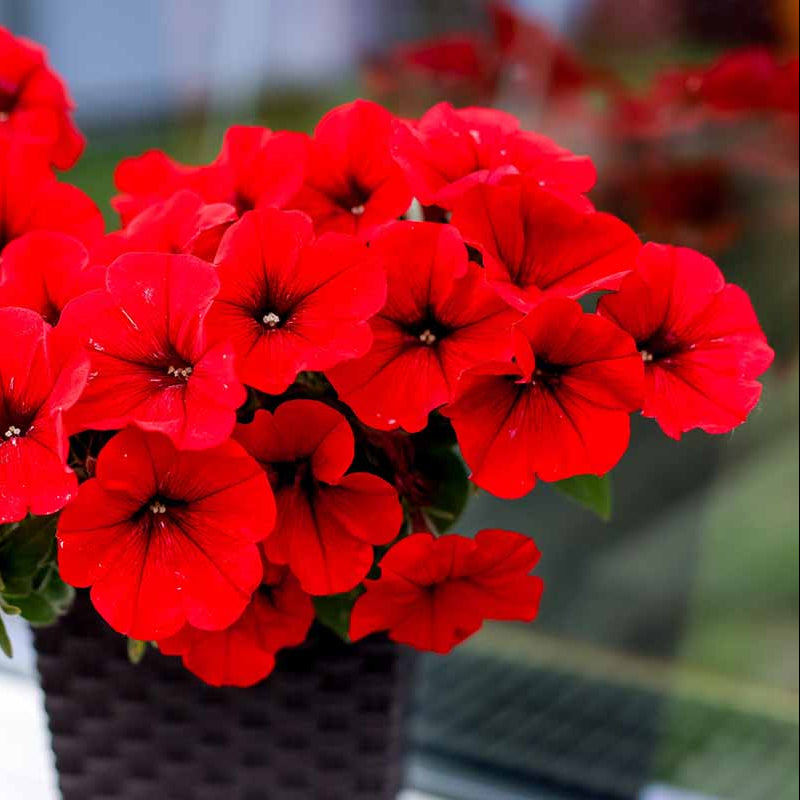 Red Color Petunia plant