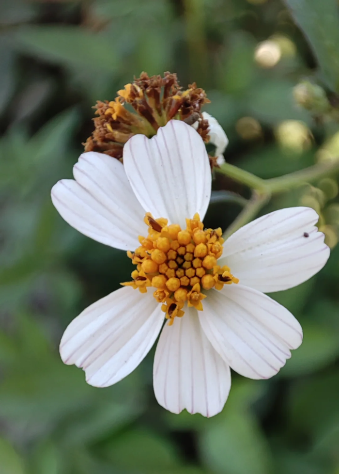 Needles Bidens Alba plant