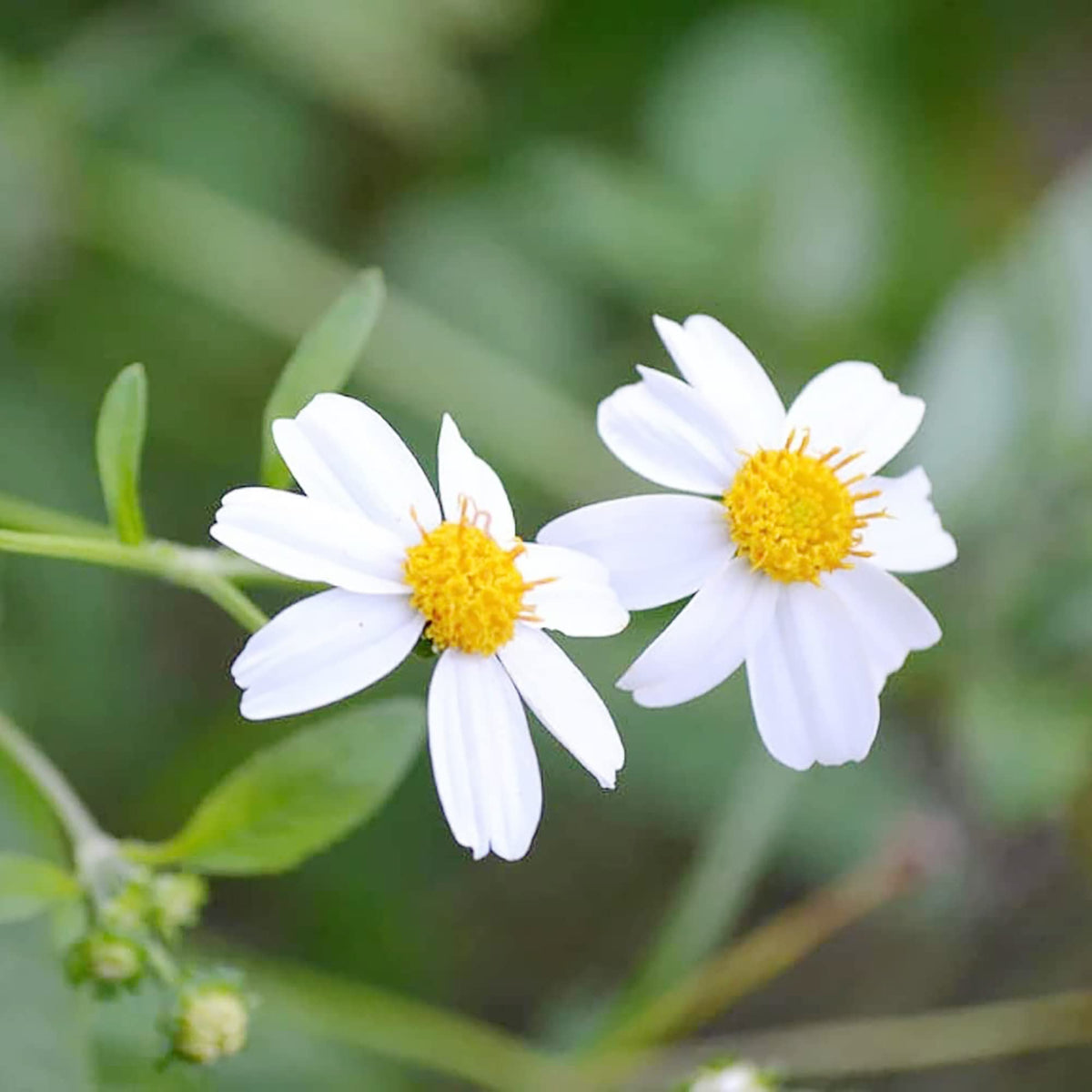 Alba Bidens plant