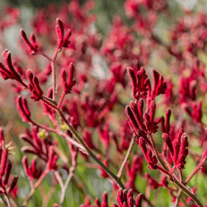 Kangaroo Paw flower seeds
