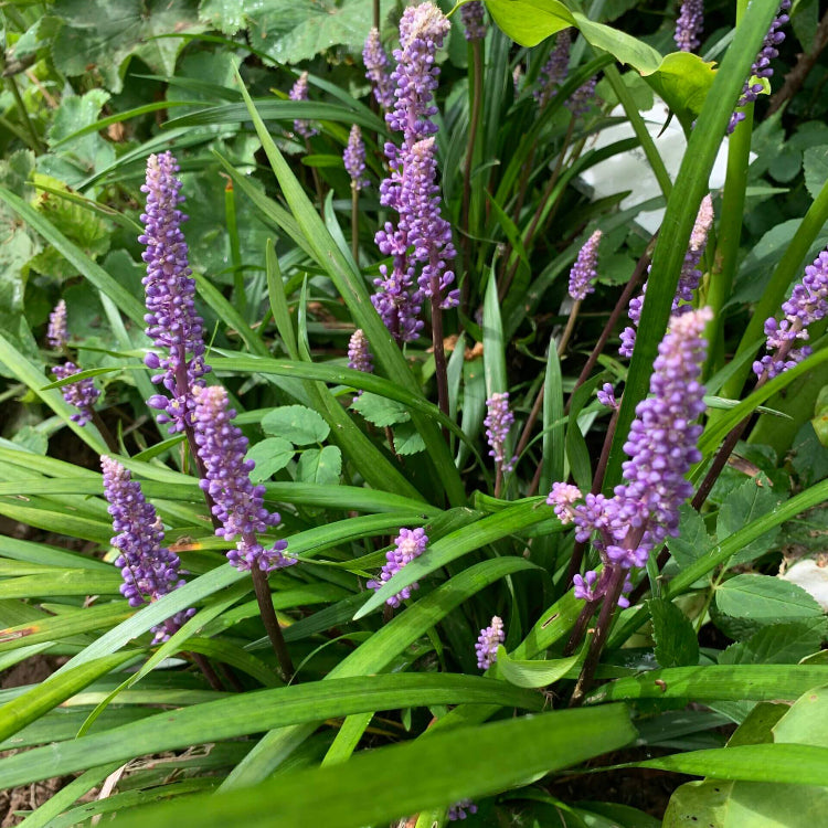 Big Blue Lilyturf plant
