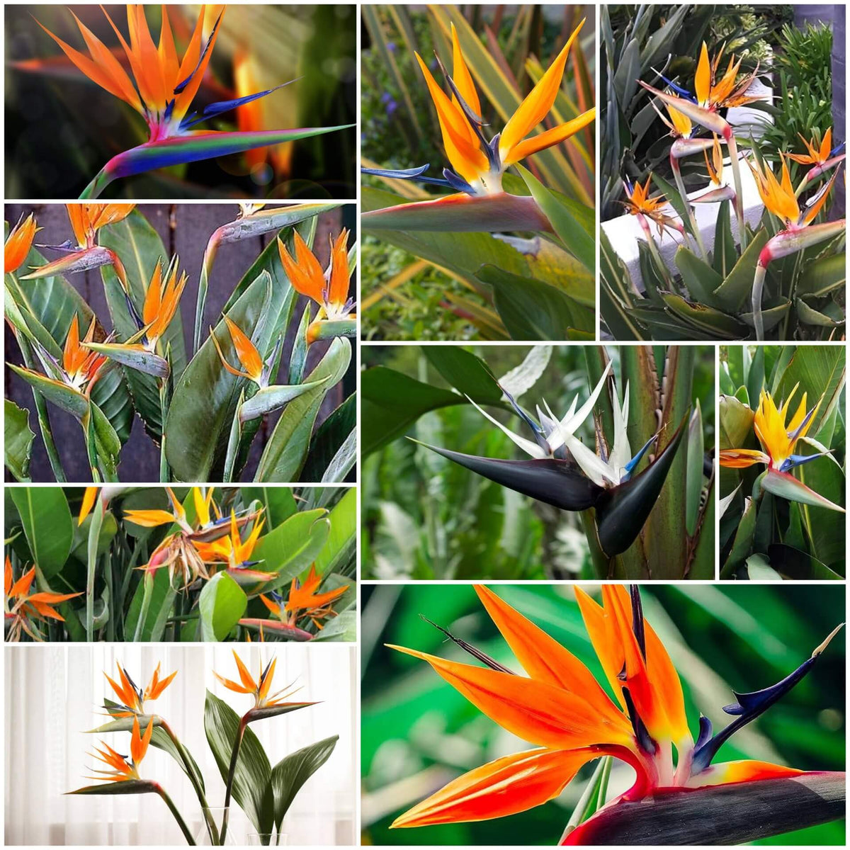 Bird of Paradise plant