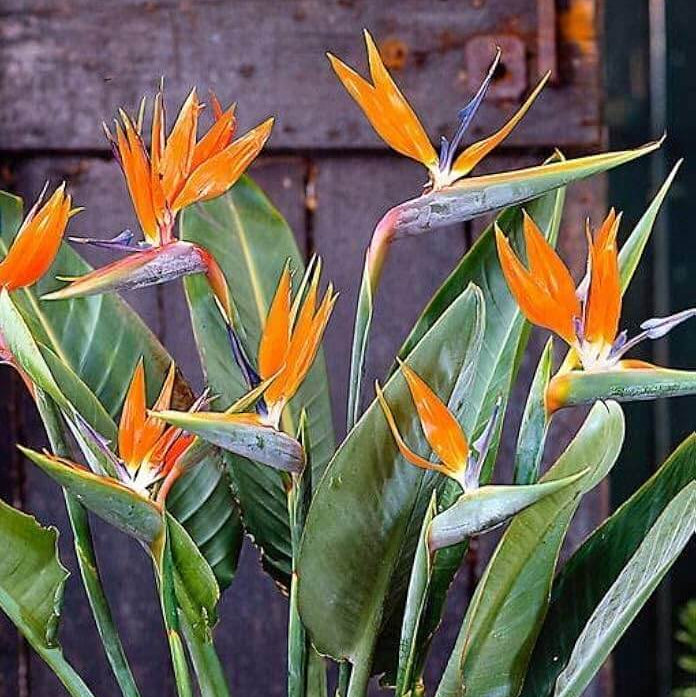 Bird of Paradise plant
