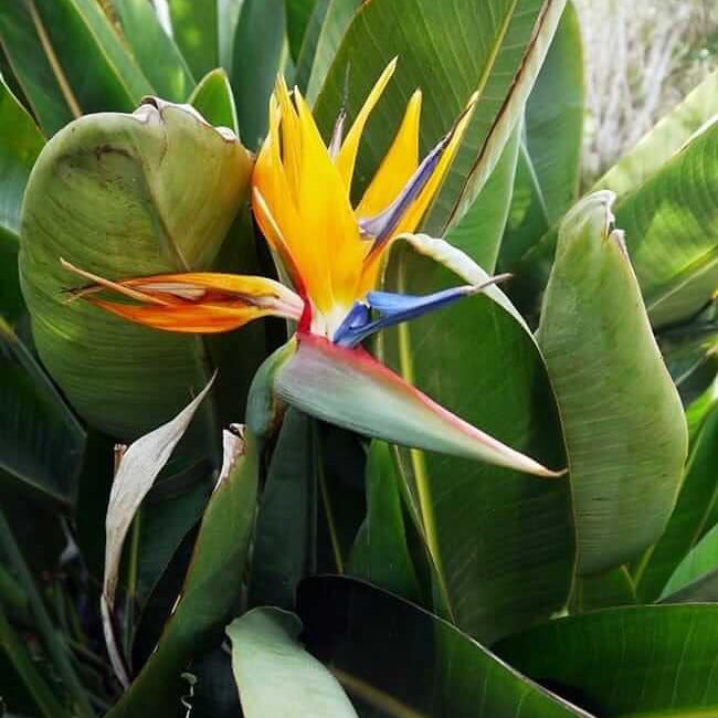 Bird of Paradise plant