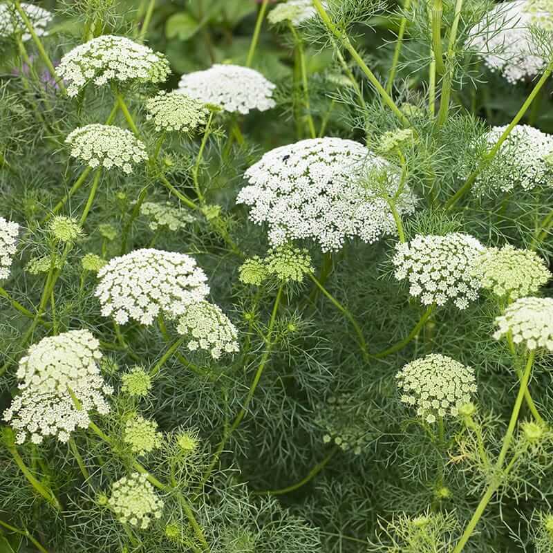 Bishop's Flower plant