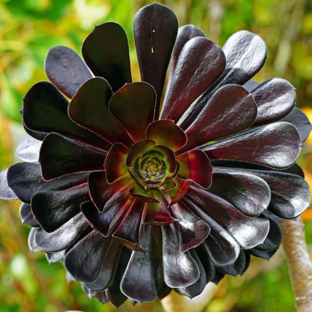 Black Atropurpureum flower seeds