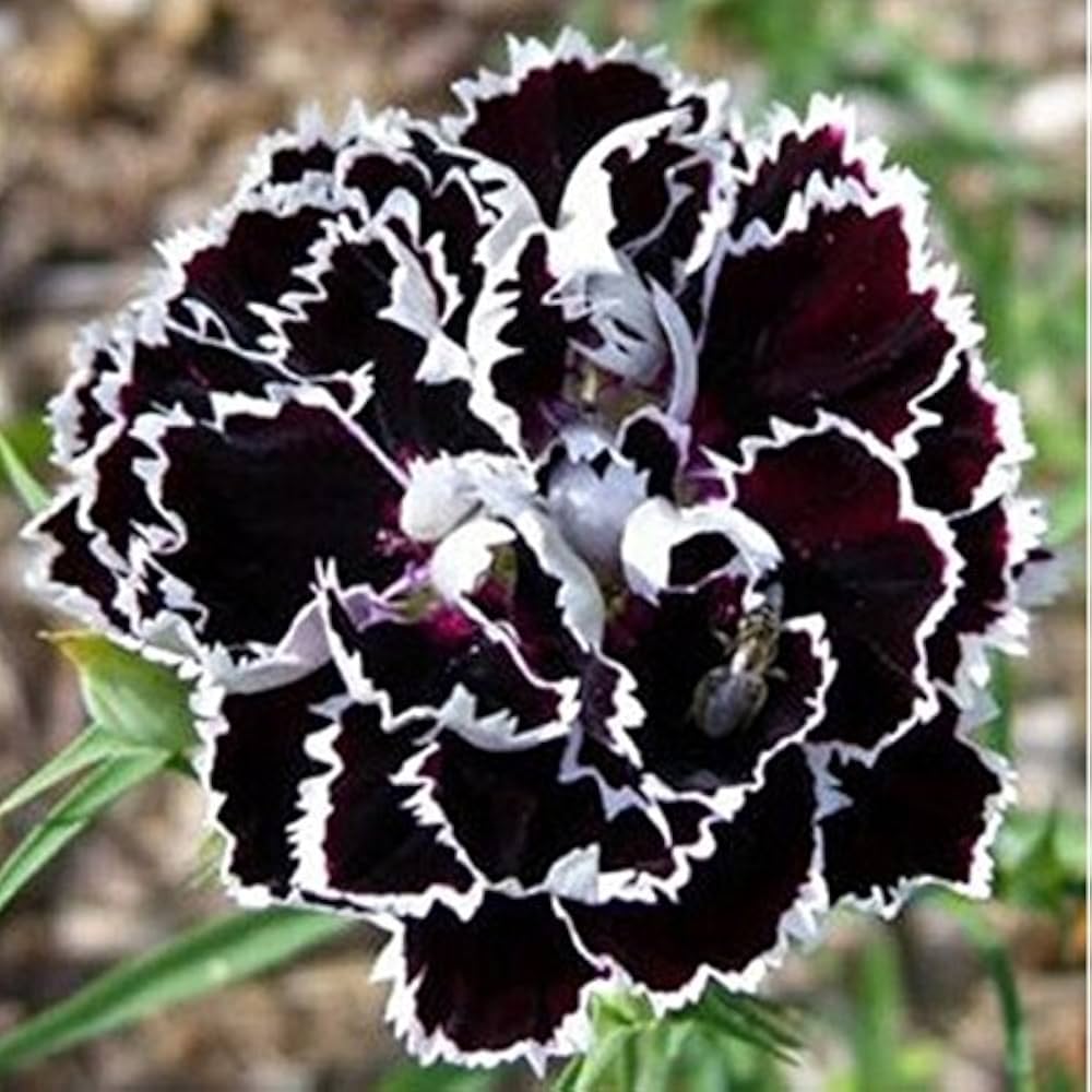 Black Carnation flower seeds