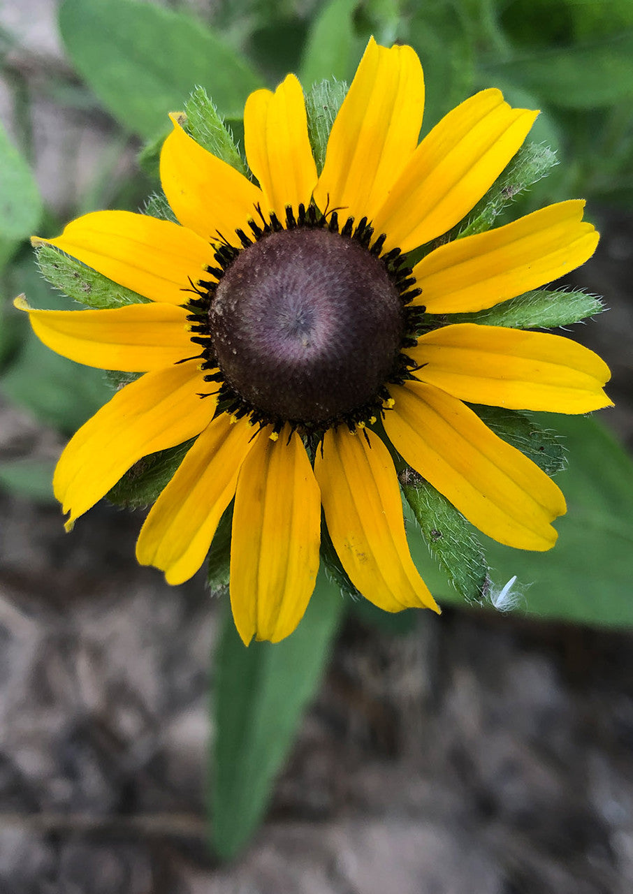 Yellow Black flower seeds