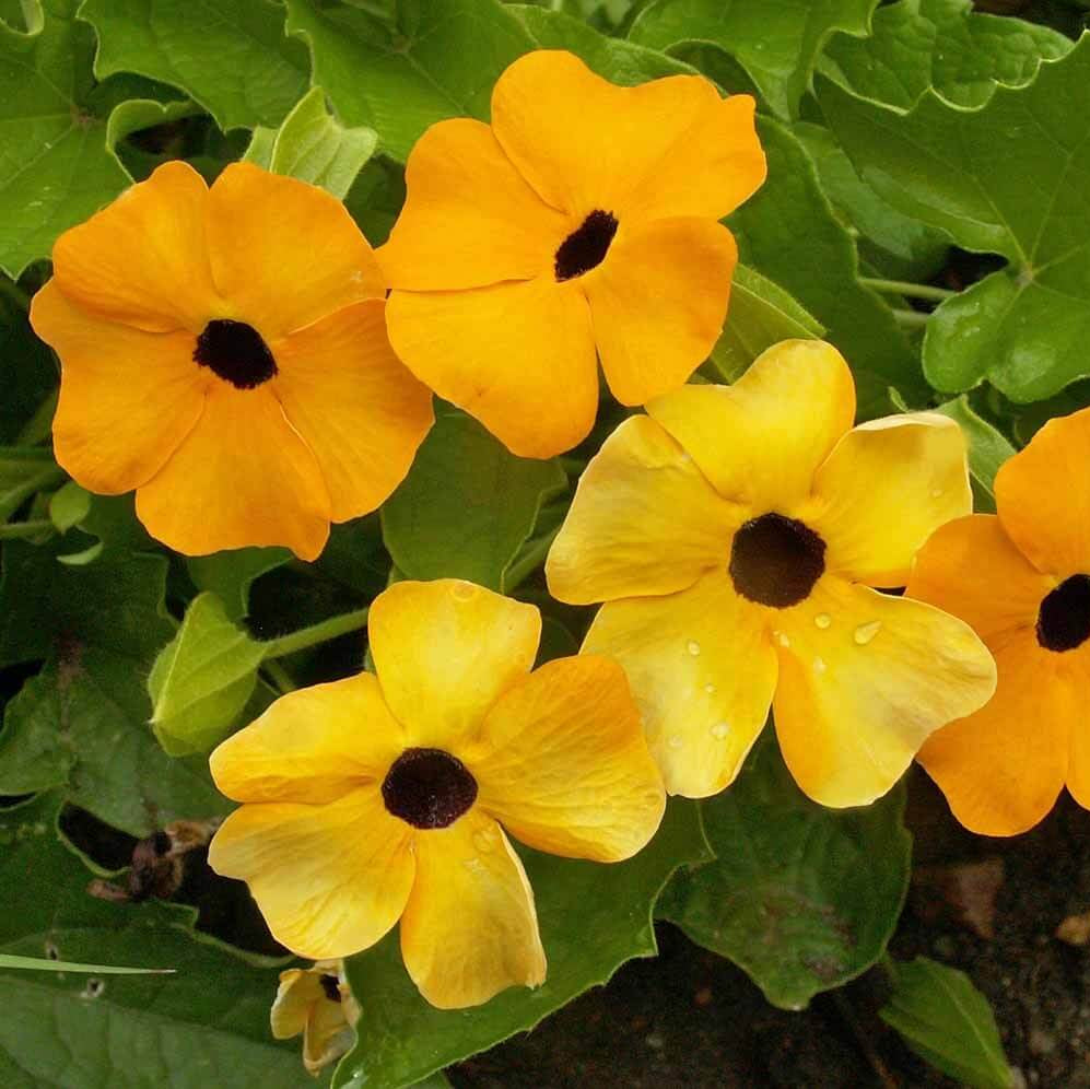 Black-Eyed Susan Vine plant