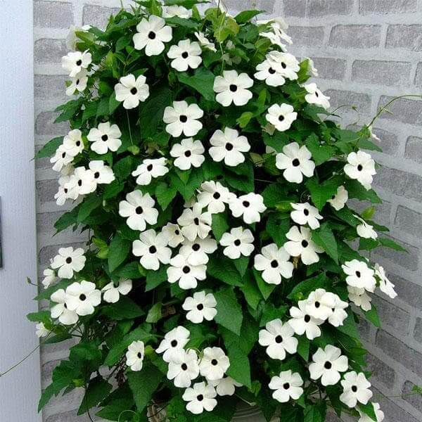 Black-Eyed Susan Vine plant