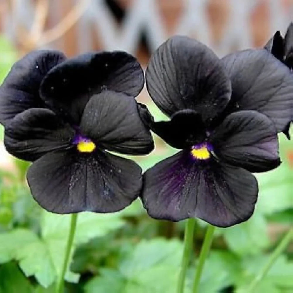 Black Viola flower seeds