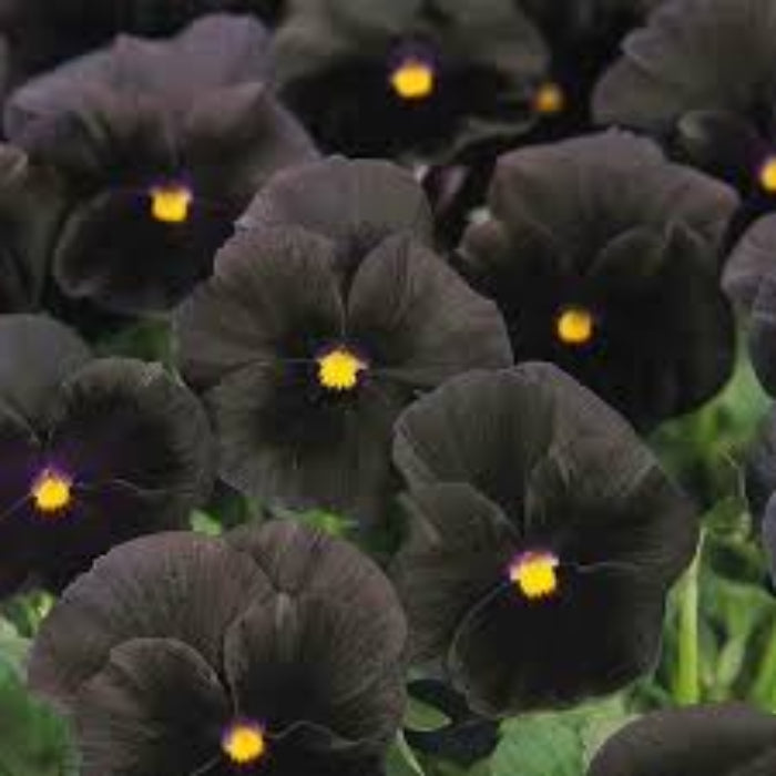 Black Azalea plant