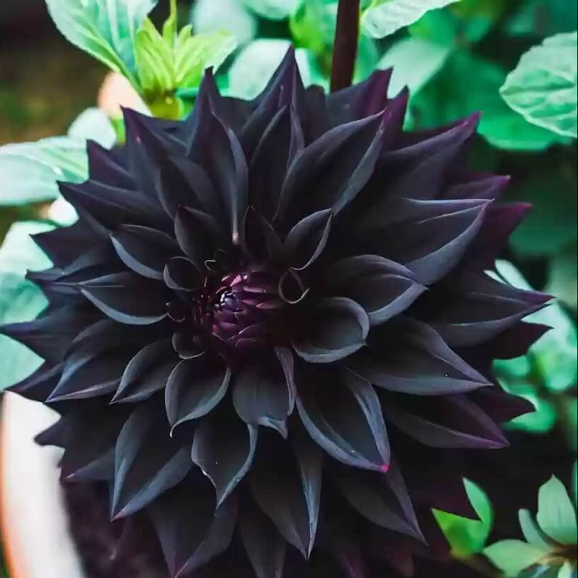 Black Carnation plant