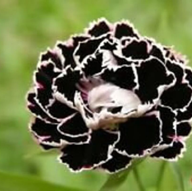Black Carnation plant