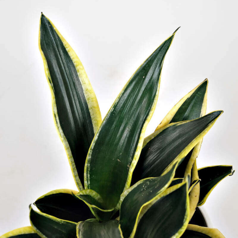 Gold Snake Plant plant