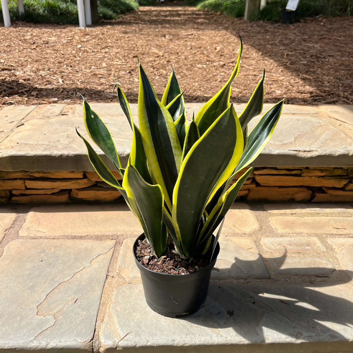 Gold Snake Plant plant