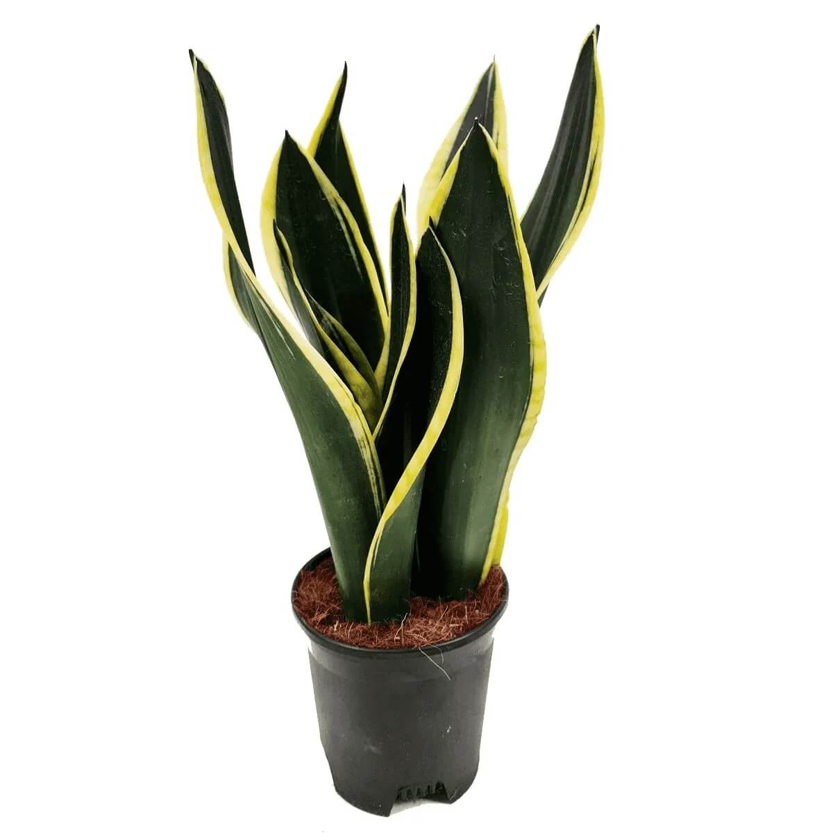 Gold Snake Plant plant