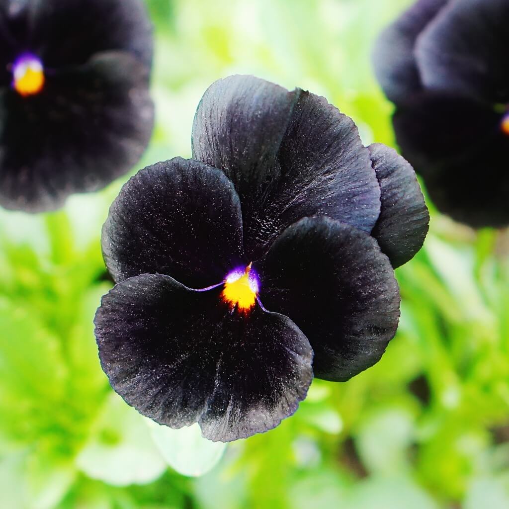 Black Mix Pansy plant