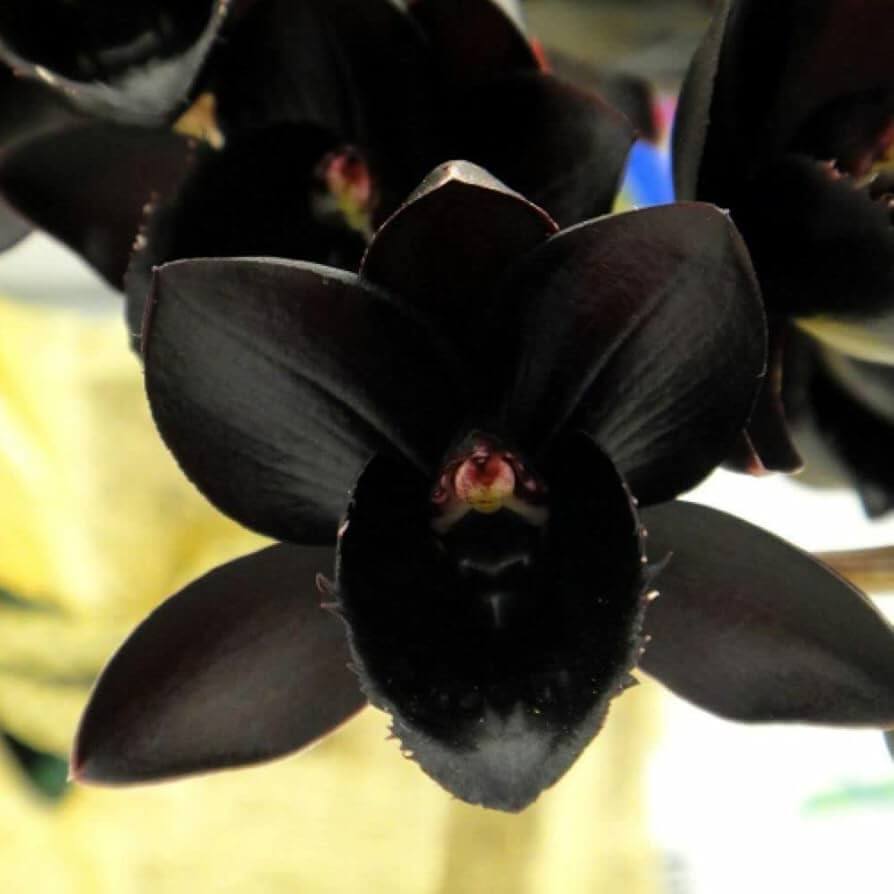Black Phalaenopsis Orchid plant