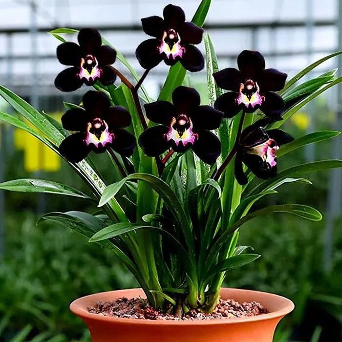 Black Phalaenopsis Orchid plant