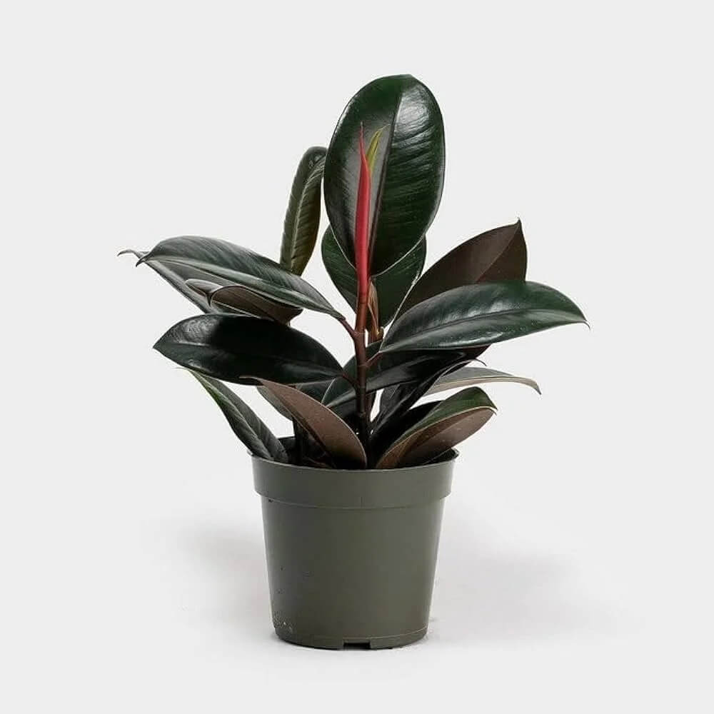 Black Prince Rubber Plant