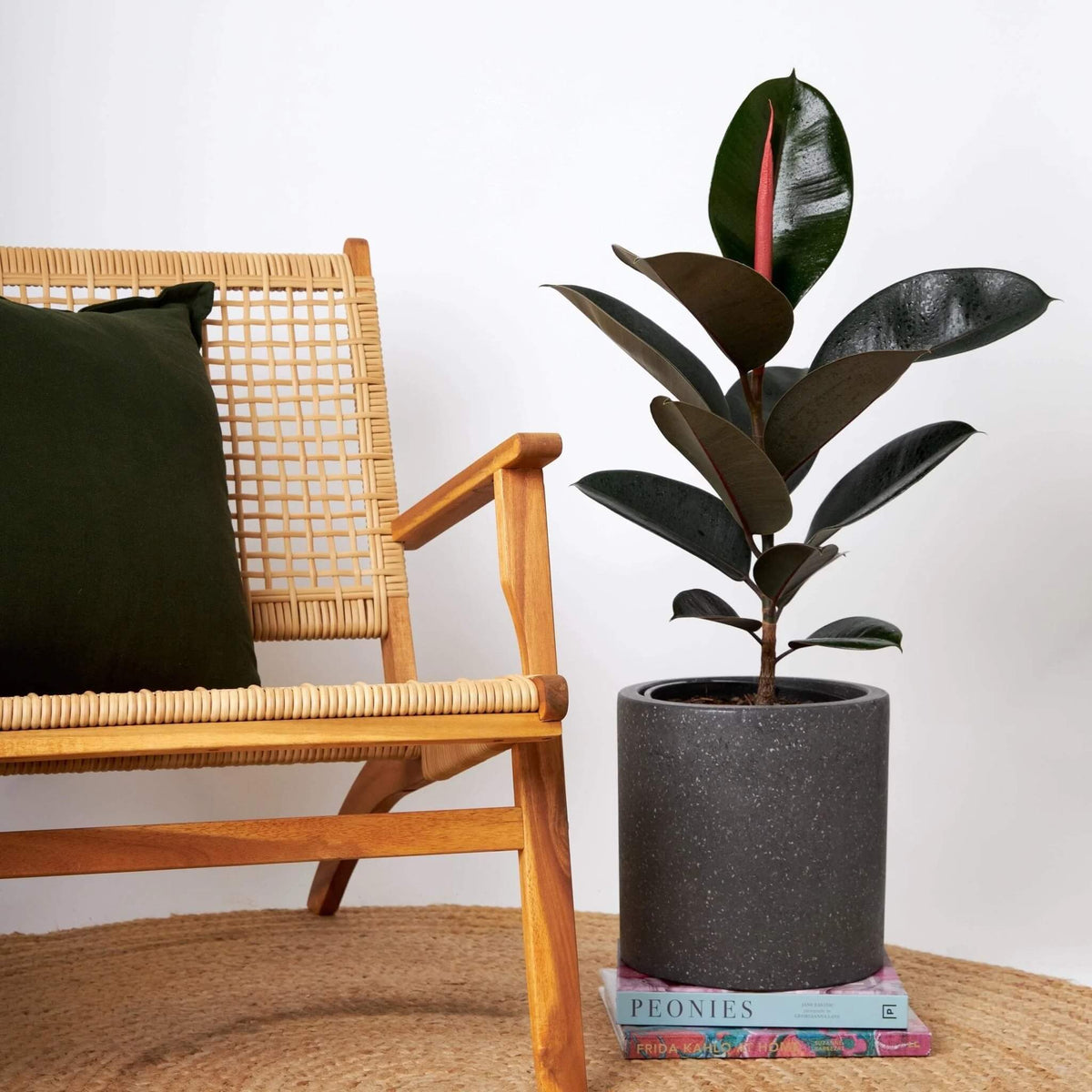 Black Prince Rubber Plant