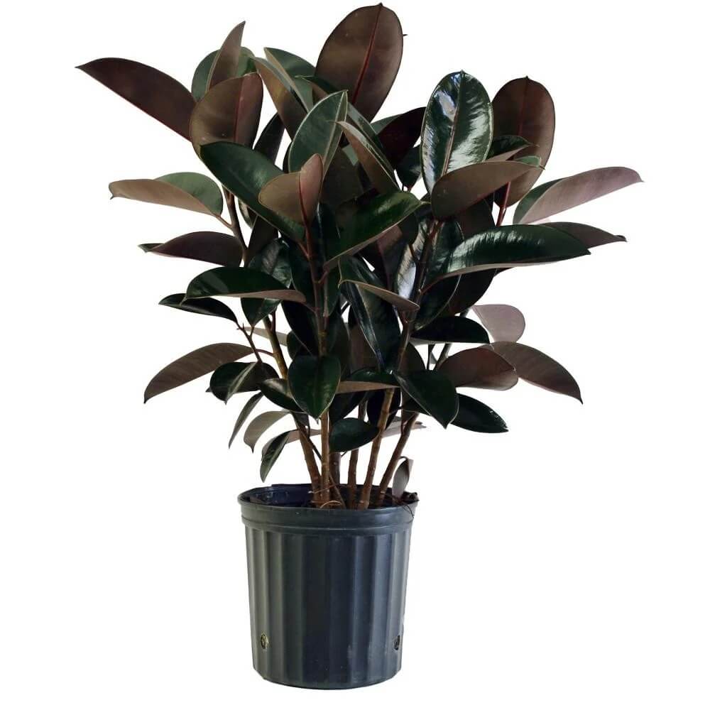 Black Prince Rubber Plant