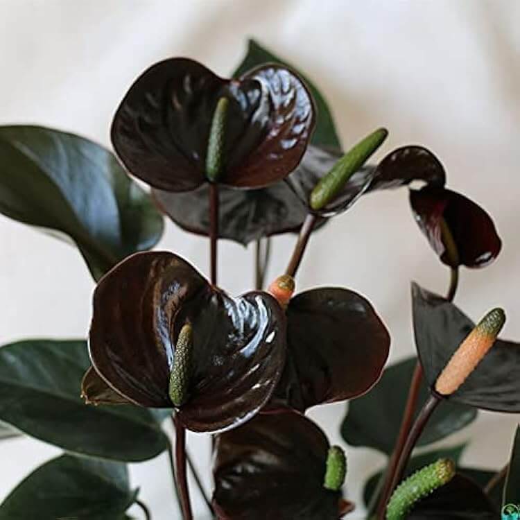 Queen Pink anthurium plant
