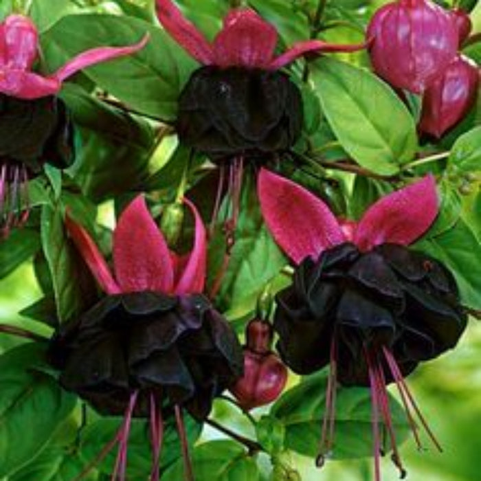 Red Fuchsia Flower plant