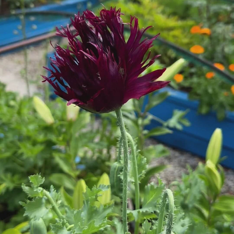 Black Swan Poppy plant