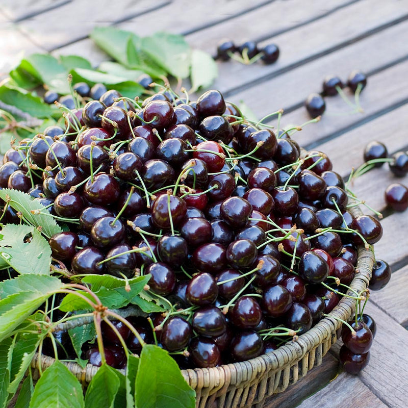 Black Cherry Fruit Seeds for Planting – Heirloom Non-GMO Garden Seeds