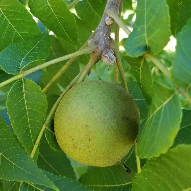 Black Walnut plant