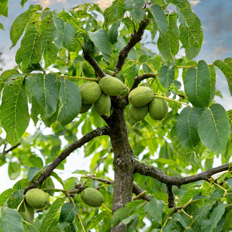 Black Walnut plant