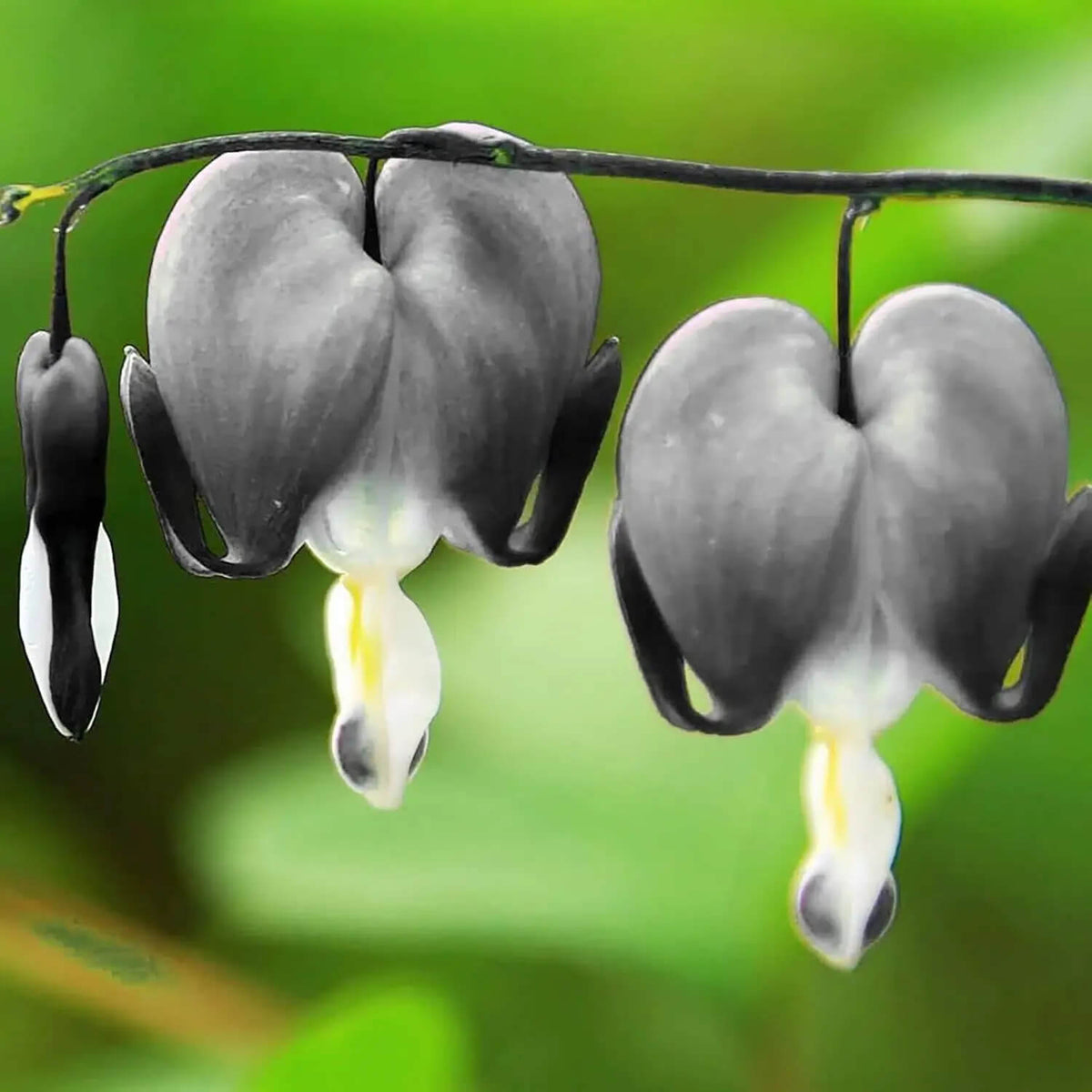 Black Bleeding Heart plant