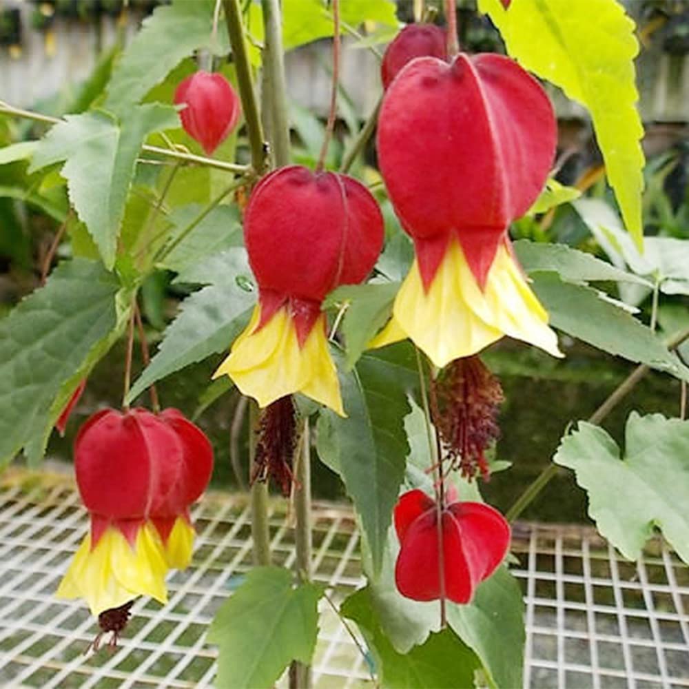 Yellow Bleeding Heart plant
