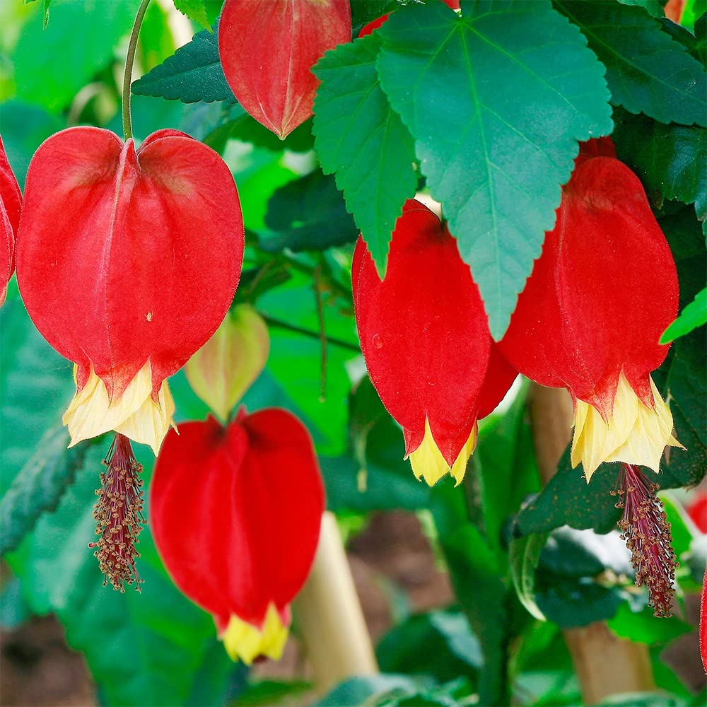 Yellow Bleeding Heart plant